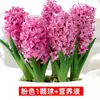 Bulbos de Sementes de Jacinto, Florais Hidropônicos com Botões, Bulbos Grandes, Fácil de Cuidar Plantas em Vasos para Varanda, Interior e Exterior, Tulipas, Cultura em Solo