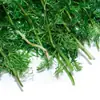 Plantas Acuáticas Vivas Suministradas Directamente del Pastizal para Paisajismo de Acuarios, Crisantemo Verde y Crisantemo Rojo para Paisajismo Acuático, Plantas Acuáticas Vivas, Plantas Acuáticas Ornamentales, Crisantemo Verde