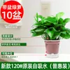 180 Rábano Verde Rábano Verde Hidropónico Interior Absorbe Formaldehído Planta Verde Planta Hidropónica Enredadera Larga Orquídea Araña Rábano Verde Planta en Maceta Venta al por Mayor