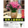 Mudas de orquídea florescem em todas as estações, flores e plantas verdes com aroma forte, orquídea tinta, clivia, plantas em vasos de phalaenopsis, fáceis de cultivar na varanda e na sala de estar