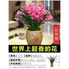 Mudas de Orquídea Florescem em Todas as Estações, Florais Perfumados e Plantas Verdes, Orquídeas Tinta, Clívia, Orquídeas Phalaenopsis, Plantas em Vasos, Fácil de Manter, Varanda Sala de Estar