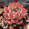 Base de planta suculenta autoproducida y autovendida al por mayor suculentas pequeñas combinación de flores plantas en maceta plantas carnosas Lithops Haworthia