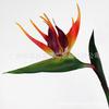 Fornecimento Flor do Paraíso alta qualidade Pu sentir simulação flores artificiais atacado fabricantes diretos decoração de casa