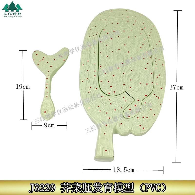 荠菜胚发育模型1_副本