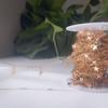 Lua estrela cadeia de cobre puro cor borboleta disco cadeia diy acessórios shell artesanal cadeia jóias material atacado