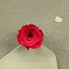 Una Flor Flor Inmortal Flor Inmortal Grado A Doméstico Rosa Pequeña Sencilla 3-4cm Hecha a Mano DIY Caja de Flores Decorativa Cubierta de Vidrio