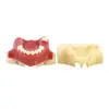 Modelo de Dentes Modelo de Ensino Modelo de Prática de Levantamento de Seio Maxilar Modelo de Implante Modelo Faltante Modelo de Implante Dentário