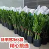 Árbol del Dinero Oficina Maceta Planta Alta Flor de Interior Sala de Estar Planta Verde Grande Venta al por Mayor Cadena de Dinero Árbol de la Fortuna