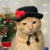 Amazon Comércio Exterior Transfronteiriço Novo Gato e Cachorro de Crochê Puro Feito à Mão Chapéu de Cowboy Personalizado Divertido e Fashion para Animais de Estimação