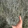 Tiras de Algas Secas Weihai al por Mayor para Vendedores Ambulantes, Libres de Arena, Gruesas y Secas, Adecuadas para Hot Pot Picante, Uso Comercial