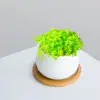 Combinación de Plantas Suculentas Pequeñas en Maceta para Interiores Suculentas Fáciles de Cuidar Plantas Verdes de Escritorio Flores con Maceta Paquete para Principiantes