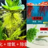 Calidad del Agua del Acuario Plantas Hidropónicas Bomba de Purificación de Oxígeno Decoraciones de Plantas Acuáticas para Acuario Plantas Artificiales para Aquascaping Oxigenación Plantas Reales Vintage