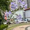 Comercio exterior flor artificial púrpura al por mayor delfinio púrpura Jacinto violeta azul bígaro decoración de boda flor falsa
