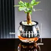 Maceta Hidropónica de Plástico Transparente para Micro-Paisajismo para Peces Dorados, Tulipanes Suculentos, Tanque Pequeño de Escritorio para Peces Betta, Jarrón para Plantas Verdes