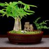 Vaso de flor de areia roxa vaso quadrado para bonsai plantio de flor verde de mesa pilha velha Banyan Tree jardinagem suculenta interior rocalha atacado