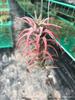 Piña de Aire Planta sin Tierra para Personas Mayores, Hierba de Aire Piña Planta Verde Creativa de Cuatro Estaciones Perenne Colgante de Interior