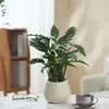 Ins Jiuli Escandinavo Planta Verde Fragante en Maceta Florales Oficina Sala de Estar Escritorio Interior Adornos Purificar el Aire y Eliminar Formaldehído