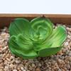 Planta Suculenta Mini Atacado Cabeça de Flor Artificial Pequenos Acessórios para Arranjo de Flores Suculenta Falsa Flor de Plástico Planta Decorativa Planta em Vaso