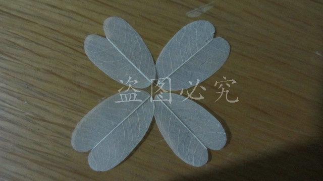 A006羽毛形叶脉 (11)
