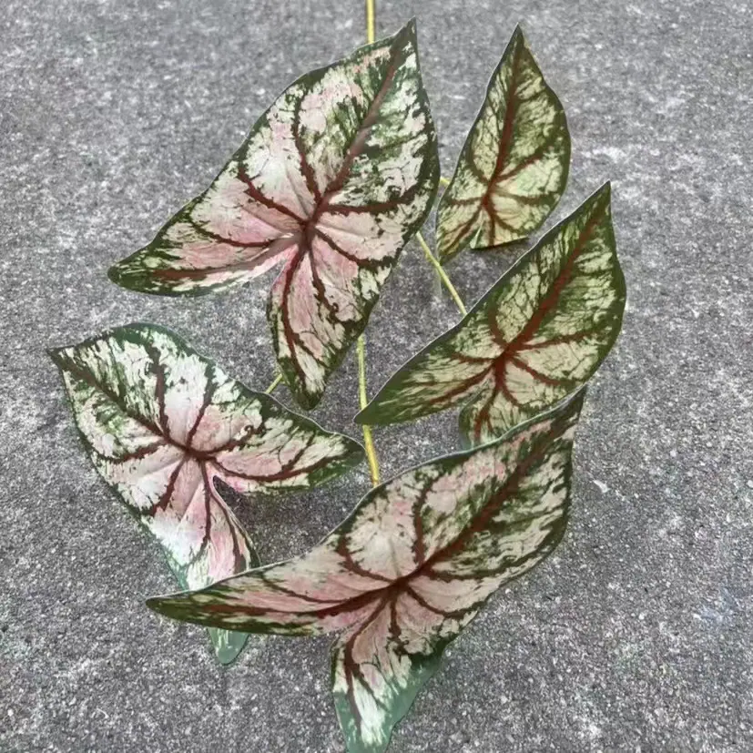 高枝彩芋叶 (4).jpg