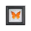 Marco de Espécimen de Mariposa Raro para Exhibición, Regalo de Vacaciones, Pintura Decorativa de Espécimen de Alta Gama, Simple y Tridimensional