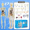 Modelo de Estrutura Humana Órgão Osso Removível Montado Corpo 3D Vísceras Anatomia Médica Biológica Brinquedo Infantil