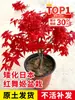 Venta minorista de plántulas de arce rojo chino, plantas de tocón viejo para jardín Danza Roja Japonesa de cuatro estaciones, resistentes al frío para exteriores para villas, regiones del sur