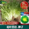 Semillas de Malva Achicoria. Los agricultores en los campos de verduras de Farmland plantan verduras en primavera y otoño. Semillas de Achicoria Corazón Amarillo Ligeramente Amargas
