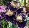 Semillas de rizomas de iris de flor azul, semillas de flores de bulbo, fáciles de cultivar y florecen todo el año, adecuadas para paisajismo de jardines y plantas en maceta
