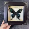 Porta-Retrato Foto de Espécime de Borboleta Verdadeira Estilo Europeu Pintura Decorativa Pendurado na Parede Móvel Decorativo de Parede Presente Presente de Aniversário Molde de Ensino