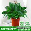Kudzu de Folha Larga com Manchas Prateadas Planta Verde Hidropônica Suspensa de Folha Pequena Trepadeira Longa Flor Pothos Absorve Formaldeído Planta de Vaso para Mesa de Escritório