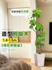 Planta Verde Grande para Sala de Estar con Forma de Pata de Pato, Planta en Maceta de Interior de Fácil Mantenimiento, Planta Verde Perenne de Pie para Oficina para Todas las Estaciones