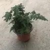 Plantas de Piedra Absorbente Plantas Verdes Piedra de Agua Acuaterrario Tanque de Selva Rocalla Paisajismo Musgo Helecho Micro-paisaje Plantas de Bonsái
