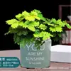 Flor Mimosa em Vaso Pequeno Planta de Interior Varanda Mimosa Muda Pronta com Raízes Folhagem Verde Interessante Mimosa