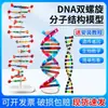 Modelo de estructura de doble hélice de ADN, modelo de estructura molecular de formato grande para preparatoria, cadena de desoxirribonucleótidos J33306 de 60 cm