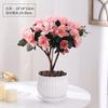Planta de Azalea en Maceta con Capullos de Flor, Planta Grande Madura, Florece Todo el Año, Adecuada para Balcón y Visualización en Interiores, Planta Perenne Verde