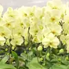 Las plántulas de Phalaenopsis son fáciles de cultivar en todas las estaciones. Plantas Verdes y Flores en Maceta para Balcón de Oficina en Interiores Fáciles de Cultivar