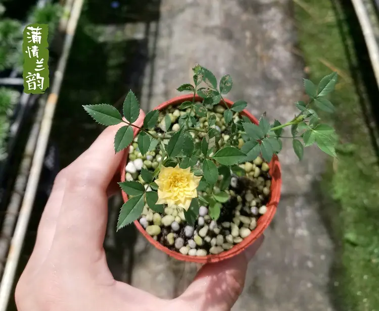 黄金雅522
