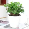 Plantas Verdes Perennes, Plantas Verdes de Hiedra de Cuatro Estaciones, Plantas para Sala de Estar Interior, Eliminación de Formaldehído, Purificación del Aire, Plántulas Hidropónicas