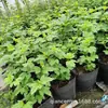 Hortensia Europea de Madera Rosa Flor de Hortensia Europea de Madera Semillero Bola de Nieve Plantas de Maceta para Jardín Resistentes al Frío y al Sol