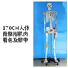 Modelo de Esqueleto Humano de 85cm Esqueleto Adulto de Corpo Inteiro de 170cm Modelo Humano Esqueleto Pequeno Modelo de Coluna Vertebral para Ensino