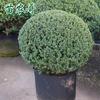 Acebo de Concha de Tortuga Verde Árbol Bola Patio Jardín Planta de Jardín Acebo de Hoja Pequeña Bola de Acebo Perenne Resistente al Frío y Hermoso