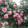 Dropshipping Sucos Varanda Mudas de Rosa Rosas Florindo Flores em Vasos Plantas Trepadeiras Cipós Rosa Plantas Verdes