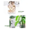 Planta Hidropónica Monstera Maceta Pila Vieja Purifica el Aire Ave del Paraíso Hoja Grande Follaje de Interior Planta Verde Perenne Todo el Año