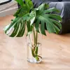 Los contenedores de gran diámetro y no porosos están diseñados específicamente para el cultivo hidropónico de Monstera deliciosa, potos, lirios de la paz y orquídeas.. Estos son maceteros de plástico transparente.