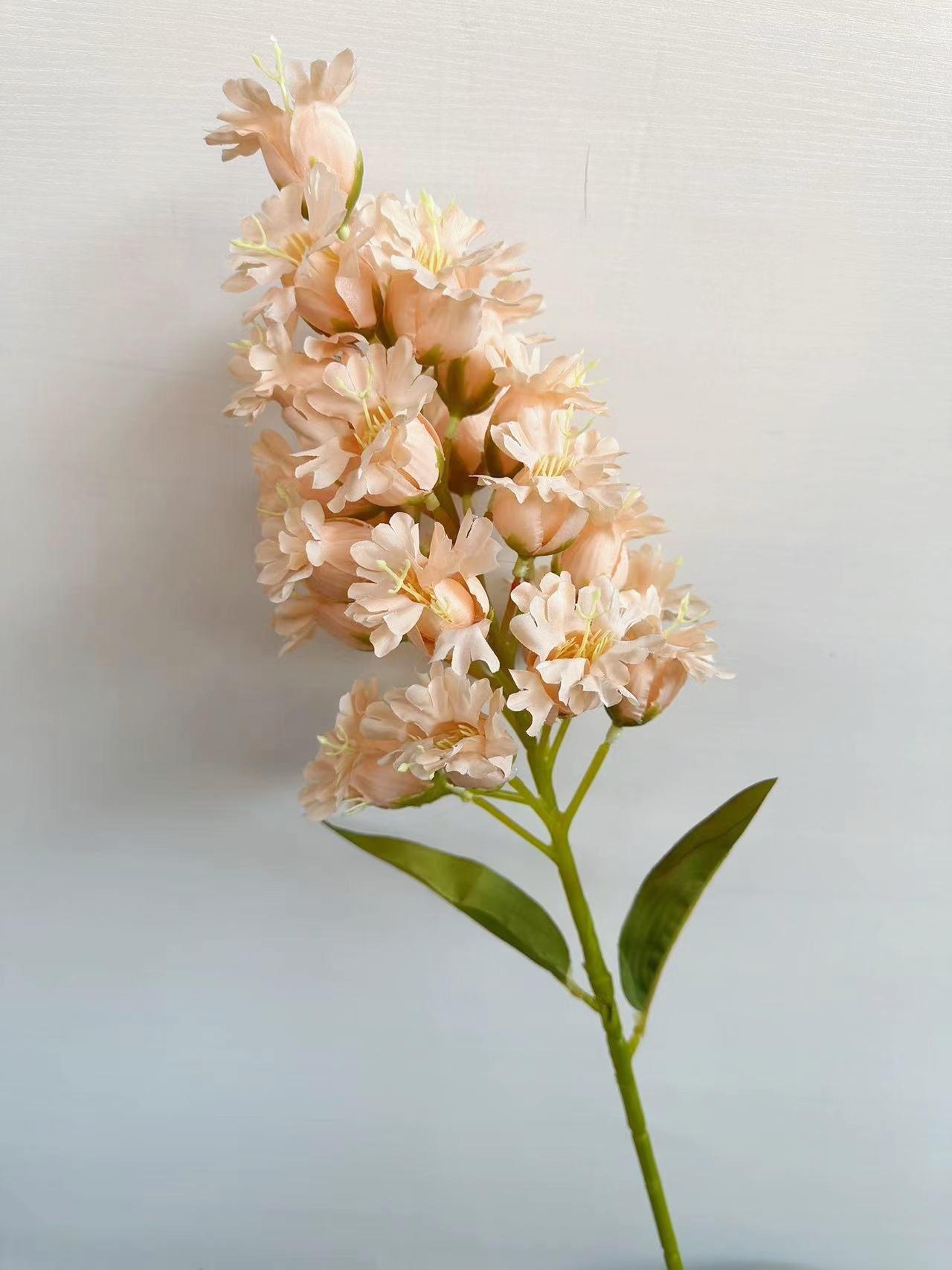 灯笼花香槟色