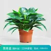 Filodendro Princesa Hoja Grande Diamante Dorado Planta Verde Fresca Divertida de Escritorio para Interiores Planta en Maceta Fácil de Mantener Florales y Plantas Hermosas