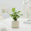 Plantas en Maceta Pequeñas de Interior Bbk, Plantas Verdes Fáciles de Cuidar para Escritorios de Oficina, Bonsái de Flores para las Cuatro Estaciones