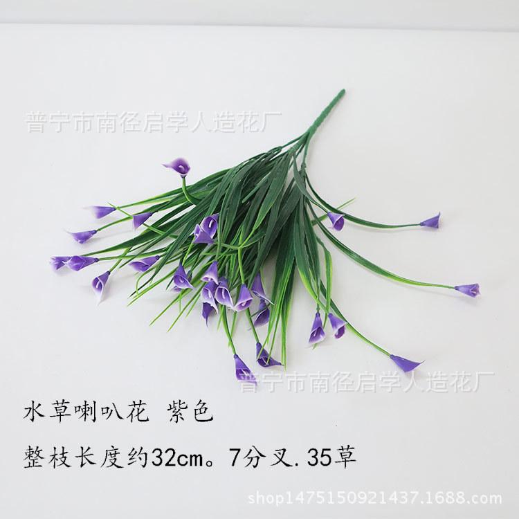 水草喇叭花紫色