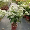 Planta de Buganvilla en Maceta con Maceta, Multicolor, Florece Todo el Año, Stock Antiguo, Variedad Nueva, Planta con Flores, Planta Verde, Planta Trepadora, Planta Ornamental
